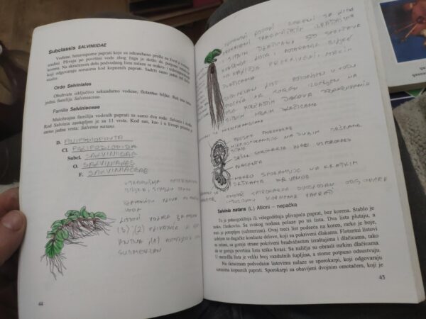 125597348_61785de94bb261-02086566IMG_20211026_21.jpg Botanika Sistematika Kormofita