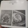 36 zlatno pero beograda 3 medjunarodno bijenale ilustracije
