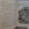 Literatura Pentru Copii