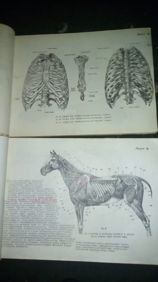 ATLAS uporedne anatomije  I i II B.SIMIC