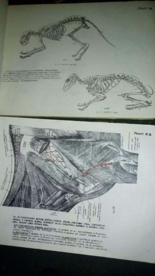 ATLAS uporedne anatomije  I i II B.SIMIC