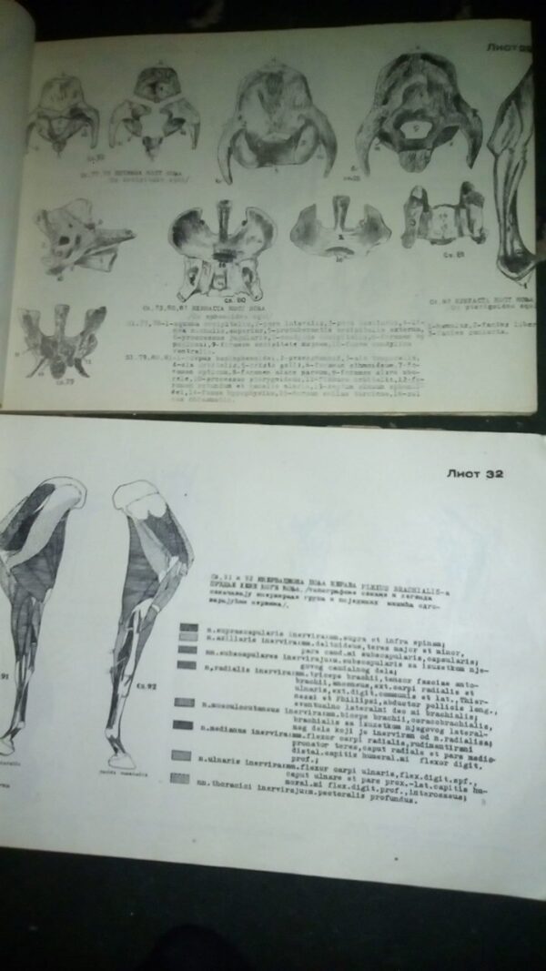 ATLAS uporedne anatomije  I i II B.SIMIC