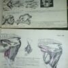 ATLAS uporedne anatomije  I i II B.SIMIC