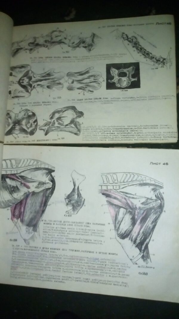 ATLAS uporedne anatomije  I i II B.SIMIC