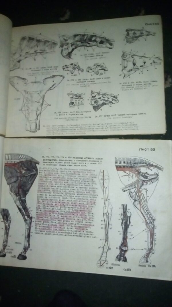 ATLAS uporedne anatomije  I i II B.SIMIC