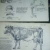 ATLAS uporedne anatomije  I i II B.SIMIC