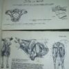 ATLAS uporedne anatomije  I i II B.SIMIC