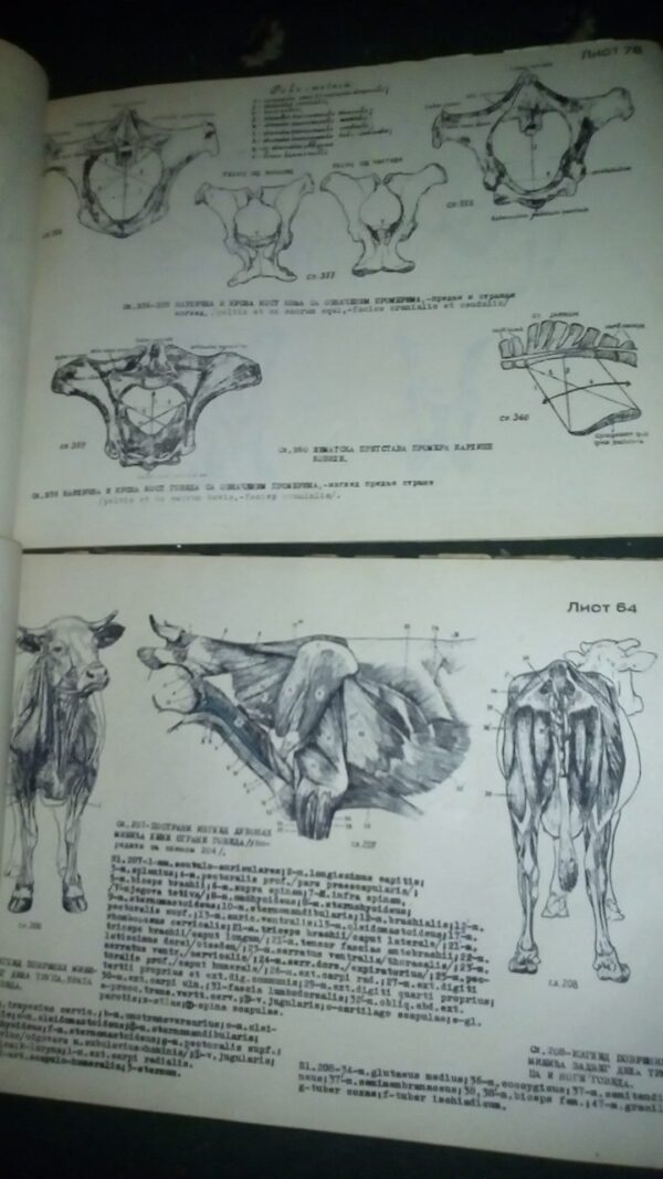 ATLAS uporedne anatomije  I i II B.SIMIC