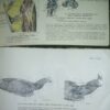 ATLAS uporedne anatomije  I i II B.SIMIC