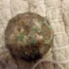 kovanica Austria 1 florin 1888