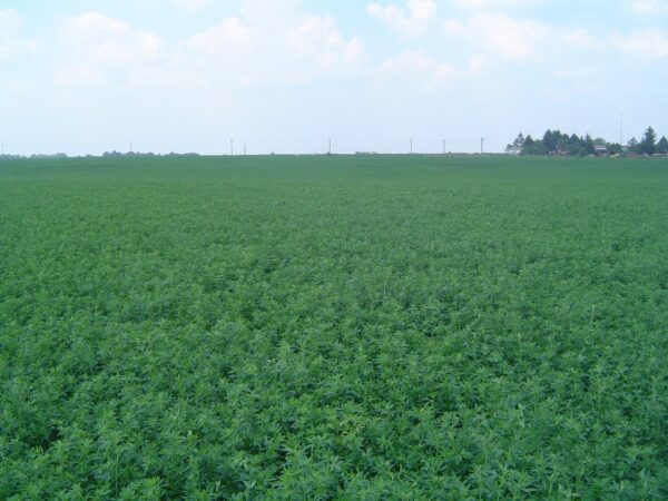 62726470_5b2b874e000805-30602466luc-rumunija.jpg LUCERKA banat seme
