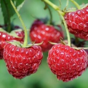 63088608_5b36897c7e3068-81528548wKLk9lMaHR0cDovL29jZG4uZXUvaW1hZ2VzL3B1bHNjbXMvTTJRN01EQV8vNTY3MmY1Y2U0NGJhNGIxMTJiNGI1MWZhMjAzM2RhMzEuanBlZ5GTAs0C5ACBoTAB.jpg MILI 1 Litar