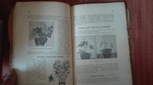 Cvece u Sobi - S. Pirinat